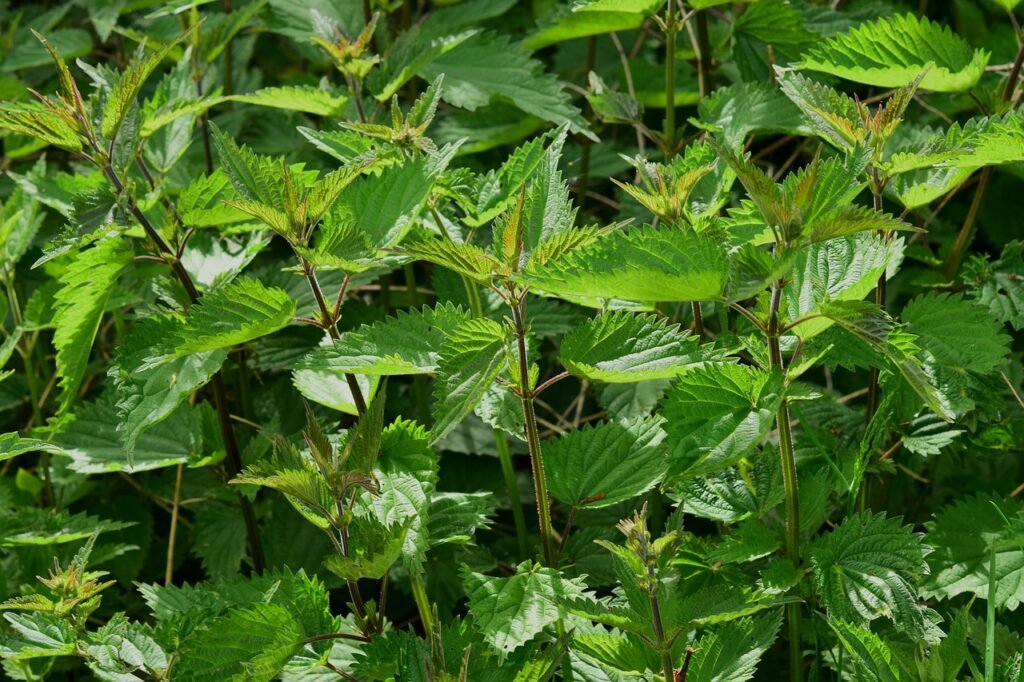 nettle, urtica, urticaceae